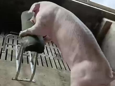 公猪采精假母台#种公猪 #猪人工授精技术