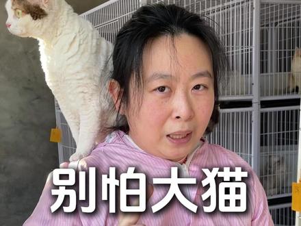 宝子们,不用担心买了一只大猫跟自己不亲近 #大猫 #猫舍 #养猫人 #养猫经验分享 #养猫日常