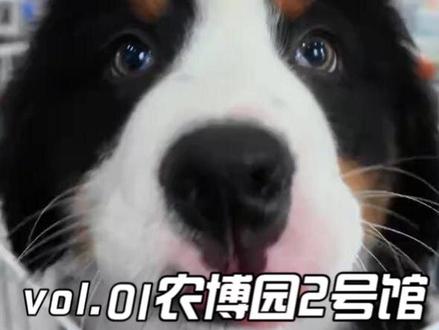 2026创威第三届长春宠物博览会,被毛孩子治愈的一天#宠物展#宠物博览会#宠物 #宠物用品 #毛孩子