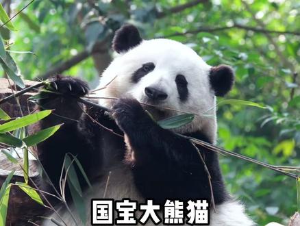《国宝大熊猫》不会写,教你一个黄金模版 #小学语文 #作文技巧 #学霸秘籍 #家长必看