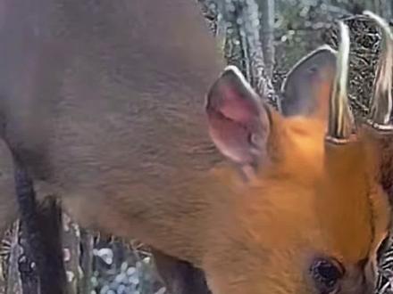 一有风吹草动就溜之大吉是什么动物你们知道吗#黄麂 #麂子 #户外科普#户外 #保护野生动物