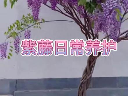 紫藤不开花怎么修剪?#紫藤#紫藤修剪#养花知识