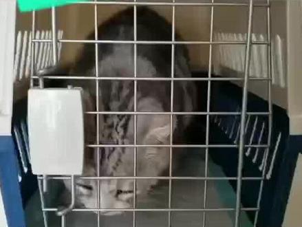 猫咪氧气#有财有富好运年年 #猫咪的迷惑行为 #猫咪日常
@DOU+小助手
@抖音小助手