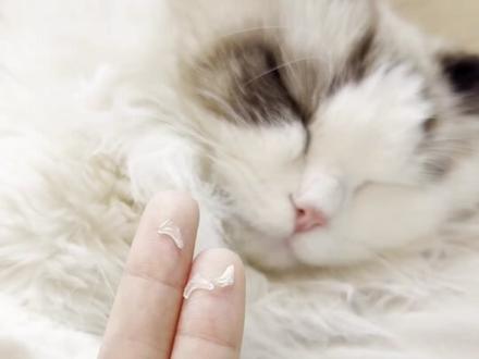 扣猫指甲好解压!#猫咪的迷惑行为 #萌宠出道计划