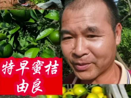 #由良蜜桔苗 :200克左右,高糖特早熟蜜桔品种,在每一个种植区,它是早的,比宫本,宫川,大分,大浦,兴津 更早更甜,易丰产。
#祁阳果苗学哥 #祁阳县湘艳家庭农场#祁阳市潘市镇建溪村苗圃@祁阳果苗姣姐 @祁阳果苗小燕子
