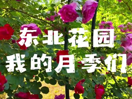 东北花园,耐寒月季推荐,拿走不送,自行整理吧!
#养花人的世界很简单 #东北花园 #耐寒月季 #流浪猫 #慢下来看世界