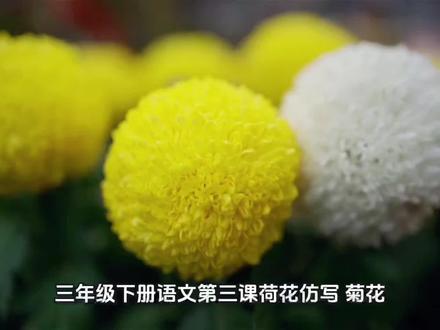三年级下册语文第三课《荷花》仿写 菊花
花园里的菊花开了。有的才展开几片花瓣,像小姑娘卷曲的金发;有的花瓣全展开了,露出金黄色的花蕊;有的还是花骨朵儿,看起来像紧紧握着的小拳头。#三年级语文小练笔 #三年级下册语文学习 #三年级下册语文