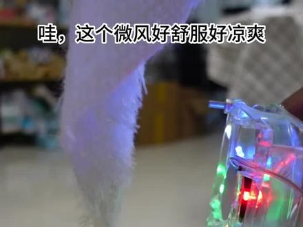 仓鼠夏日降温小妙招,小宠风扇来帮忙。
仓鼠的夏天,当然要用凉爽的风扇了,这简直是降温神器。#仓鼠 #好物推荐🔥 #仓鼠风扇
