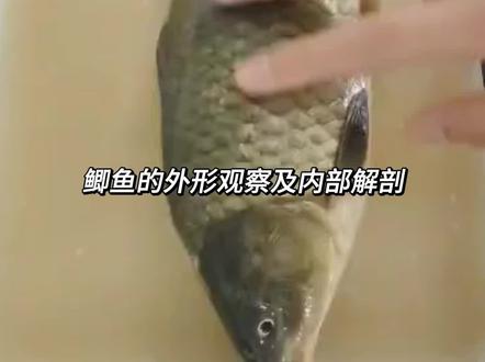 鲫鱼的外形观察及内部解剖#杀鱼技术 #解剖课