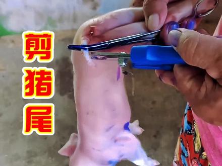 给小猪剪尾巴,真是头一次见 #动物 #猪