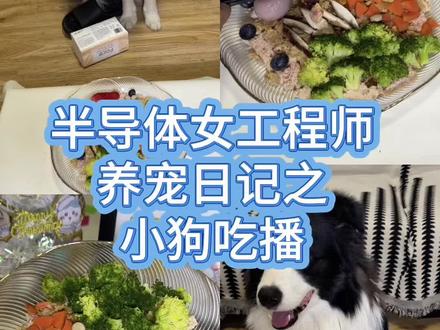 大家今天吃汤圆了吗 小狗吃播#狗狗配餐 #狗狗吃播 #边牧训练 #自制狗饭 #边牧米乐Milou