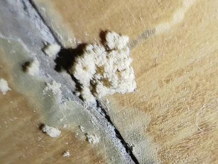 粉蠹虫的特点记录#虫害防治 #粉蠹虫#虫