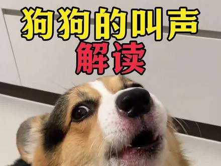狗狗的叫声解读 #狗#狗狗#新手养狗#养狗经验分享#狗狗驱虫