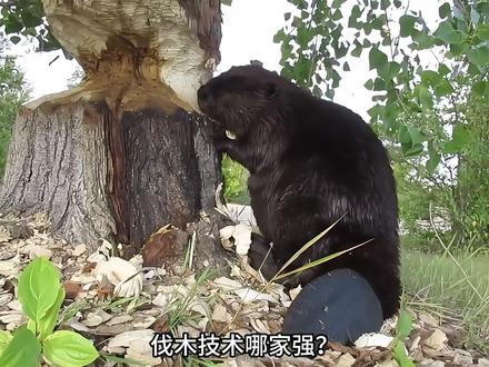 伐木技术哪家强?河狸为什么要啃断树木?并且一生都在修水坝呢? #地球 #动物 #知识 #河狸 #神奇动物