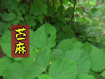 这种植物历史悠久,它叫苎麻,你识得吗?#苎麻 #植物科普