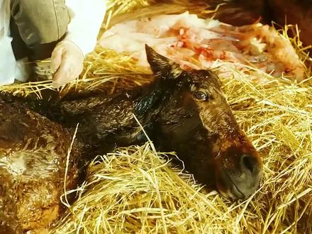 赤兔配关羽 宝马配英雄