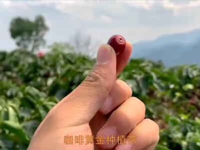 世界咖啡豆最佳种植地竟然在中国#咖啡产地 #云南咖啡
