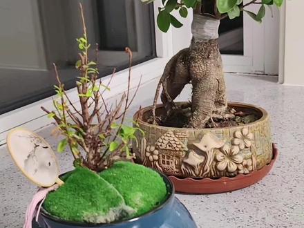 看看我的这盆小叶赤楠还有救吗,养了两年了,越养越倒退,都快成了枯树枝呀💔#小叶赤楠 #养花 #盆景艺术 #养花的我太难了 #真实生活分享计划 @DOU+小助手