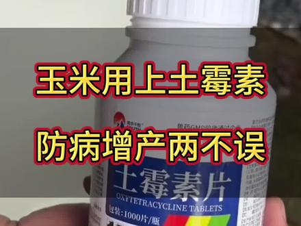 玉米用上土霉素,防病增产两不误 #玉米 #三农 #抖音助农 #种植小技巧 #农业