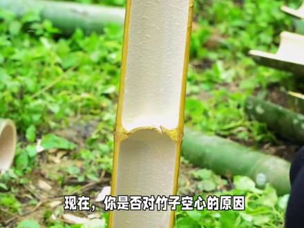#竹子的茎干为什么是空心的?#科普知识