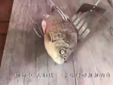 冻僵的鱼放进水里,居然“死而复活”了,这是为什么!