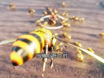 蜂王是怎么诞生的#科普 #科普一下 #涨知识