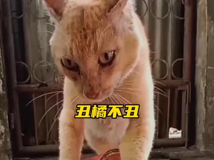 赛博人物志-丑橘不丑#wakidunklongtong #丑橘 #丑橘不丑 #哈基米 #橘猫