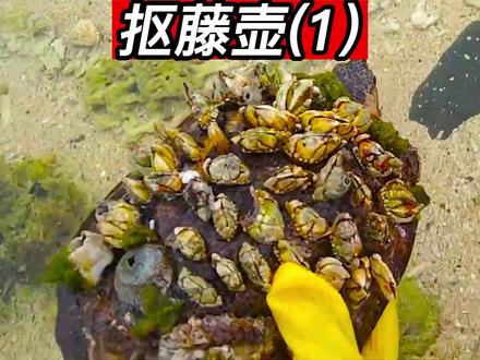 “抠藤壶”,海龟背壳上长满藤壶酷似一块大石头,小哥出手铲除寄生恶魔,过程太舒适 #解压 #藤壶 #强迫症 #助眠 #极度舒适