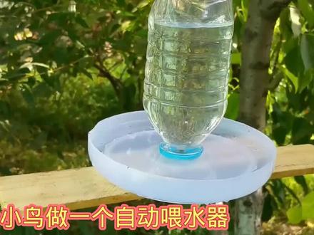 用饮料瓶做一个给小鸟自动喂水的装置 ##科技小制作 #科学实验 #趣味实验 #物理实验#科学小实验 #动手制作