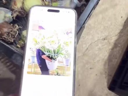 一大一小两个阿弗雷混球!朱顶红爱好者看过来