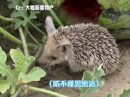 #大耳朵刺猬:你家的?尊嘟假嘟 #新疆 #偷瓜贼 #万万没想到
