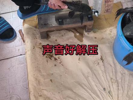 #真实户外 消灭害鱼清道夫之鱼头铡一刀二断#日常生活 #杀鱼技术