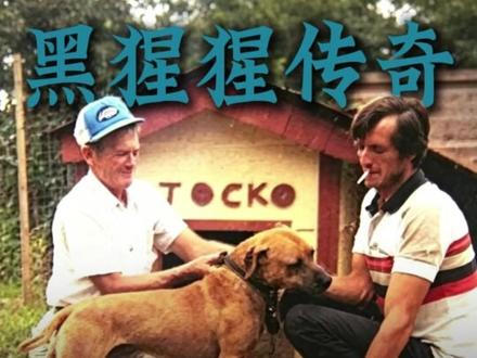 比特犬 黑猩猩的故事 #比特犬 #猛犬 #斗犬 #比特犬黑猩猩 #比特