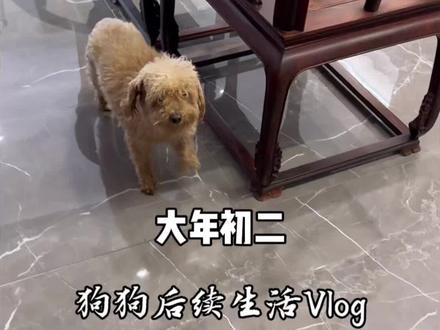 大年初一家里来了一只狗狗,许多网友希望能看到后续情况,大家放心哈,这是我家也是我自己的公司,我老公每天都会在这里,如果真的是是流浪狗会回来找吃的,我们一定会照顾好它。#大年初二 #记录真实生活