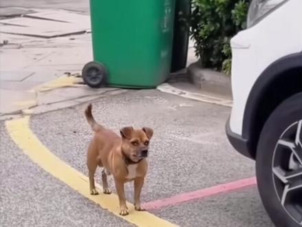 还得努力哈#狗狗的迷惑行为 #外卖小哥#智迈SF90燃爆了