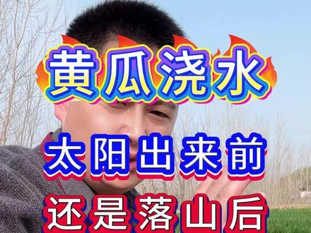 黄瓜移栽后,浇错水,产量品质全毁了 #黄瓜种植 #黄瓜卫士 #黄瓜移栽 #黄瓜高产种植 #黄瓜种植技术