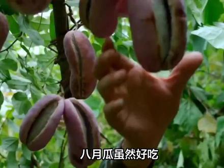 八月瓜营养很丰富,但这几类人要注意#绿色食品 #奇特的水果 #原生态水果