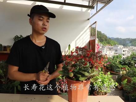 长寿花开完花,选择2个“位置”修剪,结果天壤之别