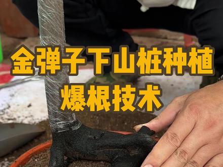 金弹子下山桩种植的一个爆根方法,亲测有效,喜欢种植金弹子的朋友们快学起来#金弹子 #金弹子下山桩 #种植小技巧 #园艺生活