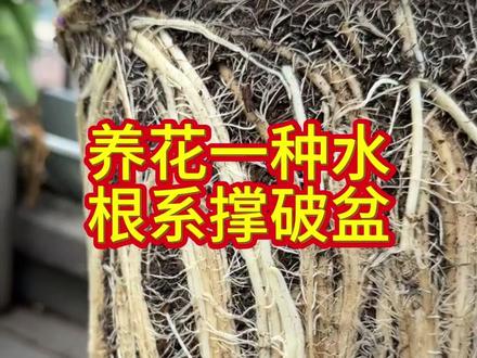 养花自制营养水,花卉根系撑破盆 #养花小知识 #家庭养花 #花卉绿植 #养花小技巧
