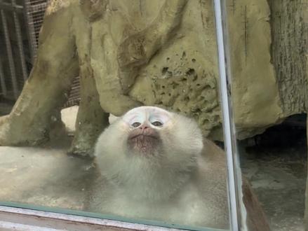 心有多大 舞台就有多大 #猴子#黔灵山公园#贵阳