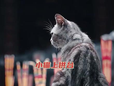 猫猫上贡台,神明也不怪!#猫咪 #动物 #禅意 #西游记 #万物有灵