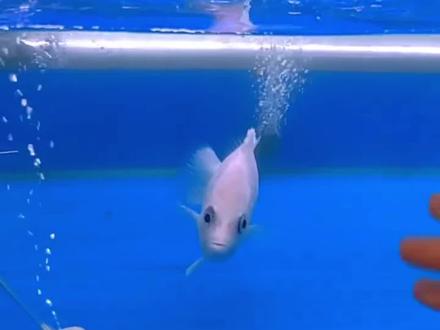 罕见的白虎,印尼虎鱼中的战斗机#观赏鱼 #水族爱好者 #虎鱼