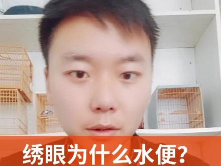 绣眼鸟为什么水便,以上分享经验!#暗绿绣眼鸟 #绣眼 #红涛绣眼鸟食