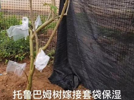 继上个视频网友对托鲁巴姆树的问题做回复#菜园 #茄子种植 #嫁接 #农村日常