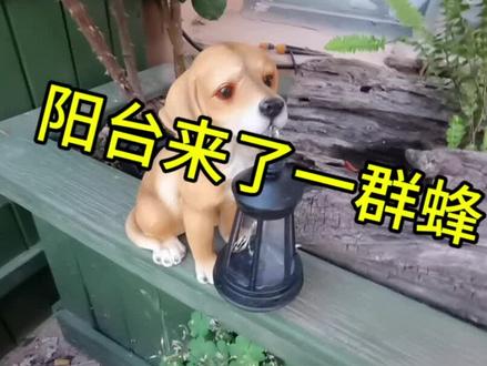 我们这一生,堪比小蜜蜂#阳台养蜂 #中蜂