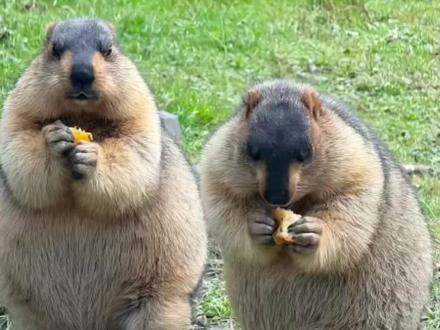 土拨鼠:你要是自觉点的话,你也去站一会。