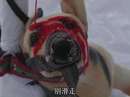 起初人们叫它“硫酸狗”#动物世界 #狗狗