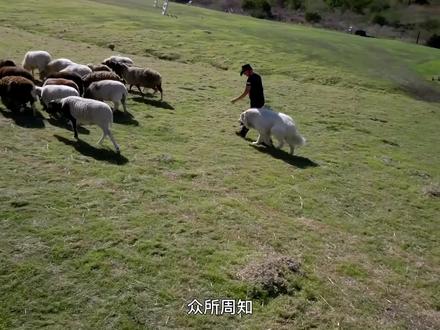 #牧羊犬 同样是牧羊,有些狗就是不走寻常路!