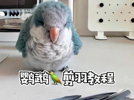 鹦鹉剪羽教程来啦 已变走地鸡#创作灵感 #和尚鹦鹉 #鹦鹉剪羽 @抖音小助手